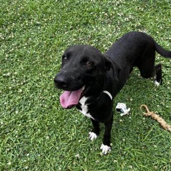 Apple -  Labrador Retriever Dog for Adoption in Parrish, Alabama - Apple | PetCurious