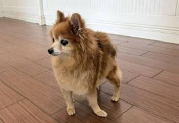 STRAY NOT AVAILABLE -  Pomeranian Dog for Adoption in Fort Lauderdale, Florida - STRAY NOT AVAILABLE | PetCurious