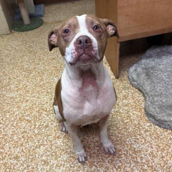 Lila -  Pit Bull Terrier Dog for Adoption in Chehalis, Washington - Lila | PetCurious