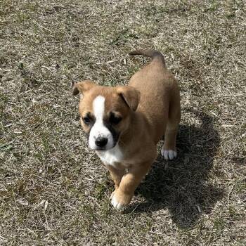 German Shepherd Dog and Mixed Breed Dogs Available for Adoption in Detroit Lakes, Minnesota - Hadley | PetCurious