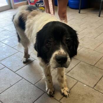 Clooney Stray Hold 7/1 -  Mixed Breed Dog for Adoption in Huntington, West Virginia - Clooney Stray Hold 7/1 | PetCurious