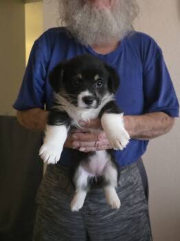 Baby girl -  Pembroke Welsh Corgi Dog for Sale in Red Bluff, California - Baby Girl | PetCurious