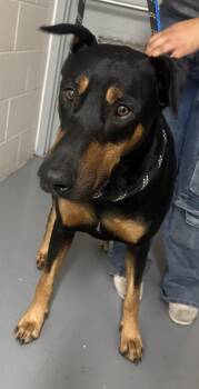 Shaggy -  Doberman Pinscher Dog for Adoption in Sacramento, California - Shaggy | PetCurious