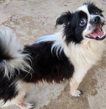 Panda -  Papillon Dog for Adoption in San Antonio, Texas - Panda | PetCurious