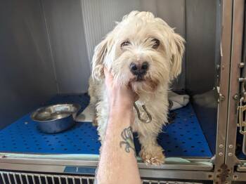 Stefanie -  Lhasa Apso Dog for Adoption in Portland, Maine - Stefanie | PetCurious