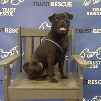 GROVER -  Pug Dog for Adoption in Waterford, New Jersey - GROVER | PetCurious