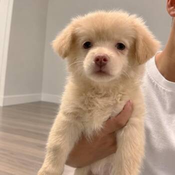 Munchkin -  Pomeranian and Shih Tzu Dog for Adoption in Tampa, Florida - Munchkin | PetCurious