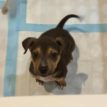 Cashew -  Pit Bull Terrier Dog Available for Adoption in Valdosta, Georgia - Cashew | PetCurious