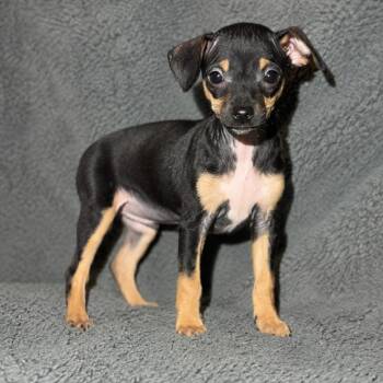 Bowie -  Chihuahua and Mixed Breed Dog for Adoption in Pelham, New Hampshire - Bowie | PetCurious