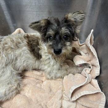 Nelly -  Miniature Schnauzer Dog for Adoption in Birmingham, Alabama - Nelly | PetCurious