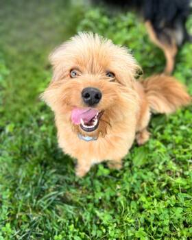Rescue Mixed Breed Dogs for Adoption in Franklin, Tennessee - Caesar | PetCurious