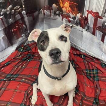 Rescue Terrier and Pit Bull Terrier Dogs for Adoption in Elyria, Ohio - Izzy | PetCurious