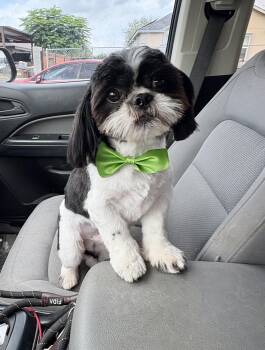 Mookie -  Shih Tzu Dog for Adoption in Mcallen, Texas - Mookie | PetCurious