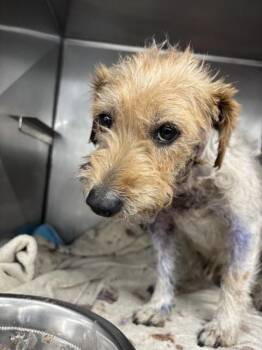 POPPY -  Parson Russell Terrier Dog for Adoption in San Bernardino, California - POPPY | PetCurious