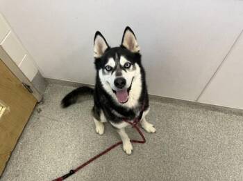KODA -  Siberian Husky Dog for Adoption in Loveland, Colorado - KODA | PetCurious