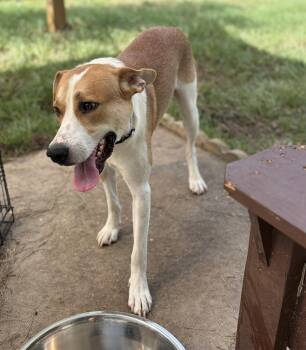 Yeller -  American Foxhound Dog for Adoption in Lorida, Florida - Yeller | PetCurious