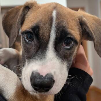 Dara -  Retriever and Collie Dog for Adoption in Minneapolis, Minnesota - Dara | PetCurious