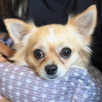 Papi (Benefactor Dog) -  Chihuahua Dog for Adoption in New Orleans, Louisiana - Papi (Benefactor Dog) | PetCurious