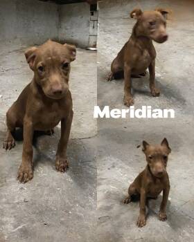 Rescue Collie Dogs for Adoption in Saint James, Missouri - Meridian | PetCurious