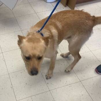 Rescue Mixed Breed Dogs for Adoption in Davenport, Iowa - Metallica | PetCurious