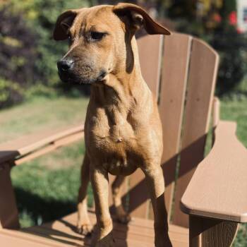 Rescue Labrador Retriever Dogs for Adoption in Carmel Hamlet, New York - Boo (Halloween Litter) | PetCurious