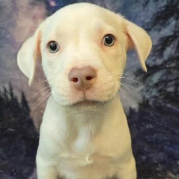 Camper -  Mixed Breed Dog for Adoption in Olathe, Kansas - Camper | PetCurious