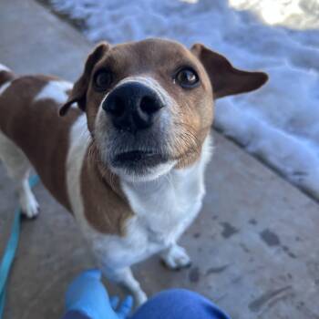 Jack Russell Terrier and Dachshund Dogs Available for Adoption - Taco | PetCurious