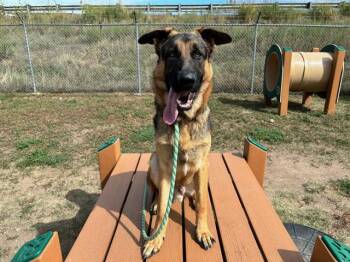 LEVI -  German Shepherd Dog Dog for Adoption in Colorado Springs, Colorado - LEVI | PetCurious