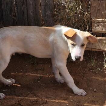 Denali -  Labrador Retriever Dog for Adoption in Otisfield, Maine - Denali | PetCurious