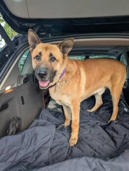 German Shepherd Dog Dogs Available for Adoption in Sacramento, California - Bjorn | PetCurious