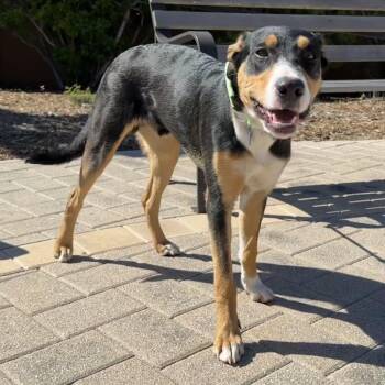 Cattle Dog and Labrador Retriever Dogs Available for Adoption - Chocolate | PetCurious