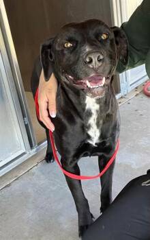 JELLYBEAN -  Labrador Retriever and Mixed Breed Dog Available for Adoption in Blythe, California - JELLYBEAN | PetCurious