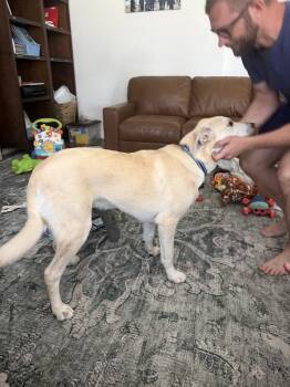 Herbie -  Great Pyrenees Dog for Adoption in Colorado Springs, Colorado - Herbie | PetCurious