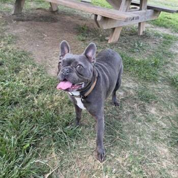 Colt -  French Bulldog and Boston Terrier Dog for Adoption in Carencro, Louisiana - Colt | PetCurious