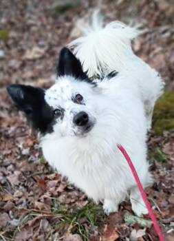 Corgi and Border Collie Dogs Available for Adoption - JB | PetCurious