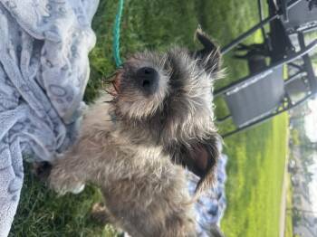 Sunni -  Yorkshire Terrier Dog for Adoption in Berlin, New Jersey - Sunni | PetCurious