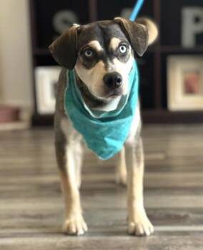 Tony -  Hound and Mixed Breed Dog for Adoption in Morristown, New Jersey - Tony | PetCurious