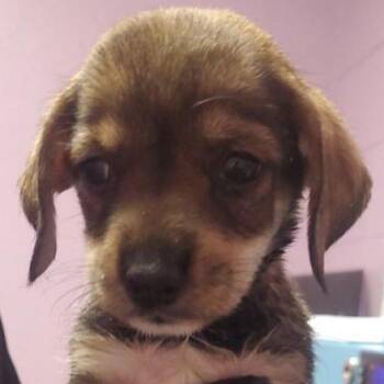 Mario -  Chihuahua Dog for Adoption in Tacoma, Washington - Mario | PetCurious