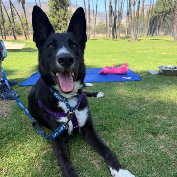 Jock -  Akita and Border Collie Dog for Adoption in Los Angeles, California - Jock | PetCurious