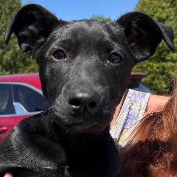 Echo -  Mixed Breed Dog for Adoption in Madison, Wisconsin - Echo | PetCurious