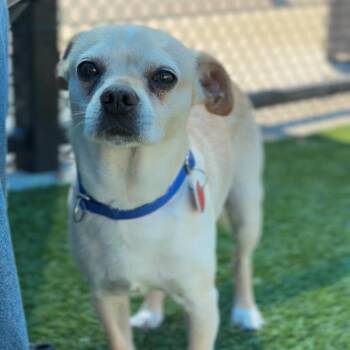 Toby A2287477 -  Pug and Chihuahua Dog for Adoption in Los Angeles, California - Toby A2287477 | PetCurious