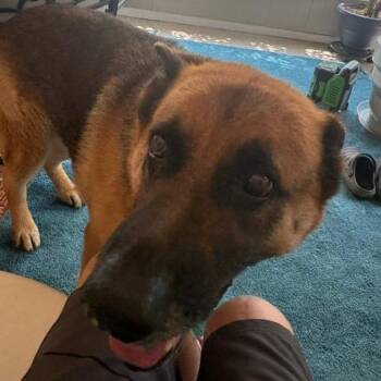 Max -  German Shepherd Dog Dog for Adoption in Tulsa, Oklahoma - Max | PetCurious