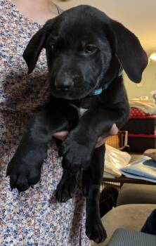 Labrador Retriever Dogs Available for Adoption in Garner, North Carolina - Swiss | PetCurious