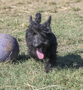 Dixie -  Scottish Terrier Dog for Adoption in Neosho, Missouri - Dixie | PetCurious