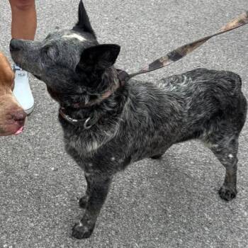 Prawn -  Australian Cattle Dog Blue Heeler Dog for Adoption in Huntington, West Virginia - Prawn | PetCurious