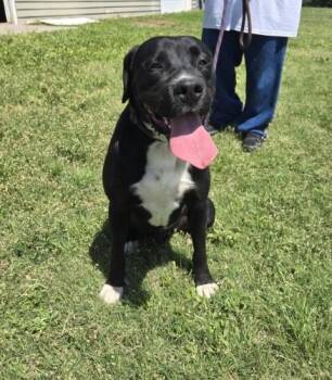 Rescue Boxer and Mastiff Dogs for Adoption in Larned, Kansas - Kilo | PetCurious