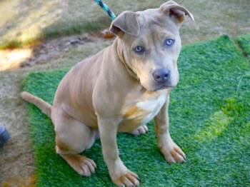 American Staffordshire Terrier and Mixed Breed Dogs Available for Adoption in Tallahassee, Florida - MAZY | PetCurious