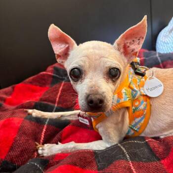 Macarena 14549 -  Chihuahua Dog for Adoption in San Francisco, California - Macarena 14549 | PetCurious