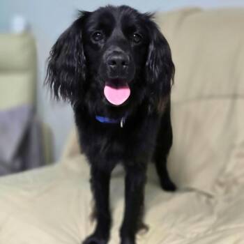 Percy -  Cocker Spaniel Dog for Adoption in Harlingen, Texas - Percy | PetCurious