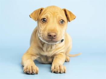 Shar Pei and German Shepherd Dog Dogs Available for Adoption in Phoenix, Arizona - CHICHI | PetCurious